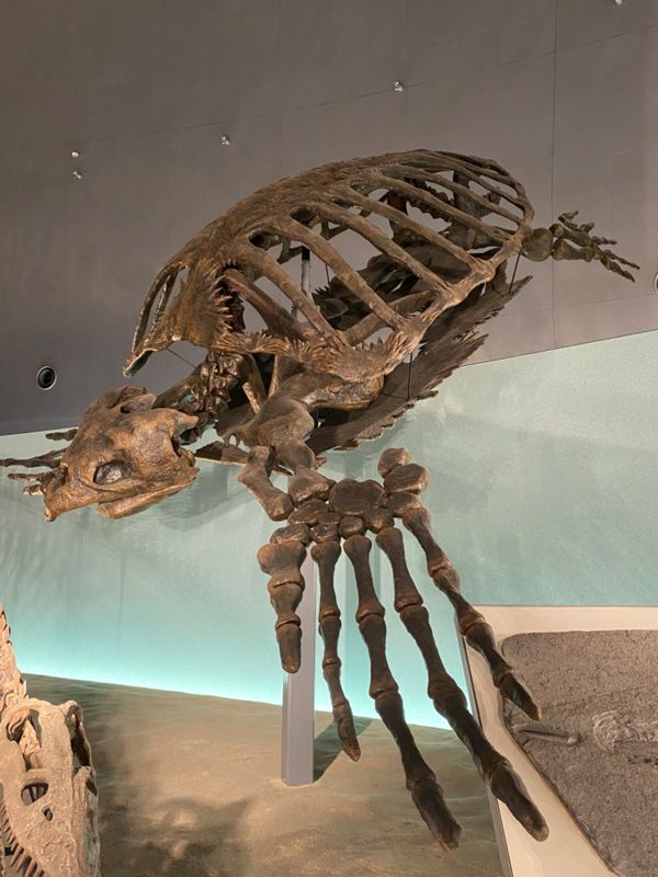 日本・福井県「念願の恐竜県🦖へ出張」の写真：福井県立恐竜博物館

アーケロン🐢
骨格...