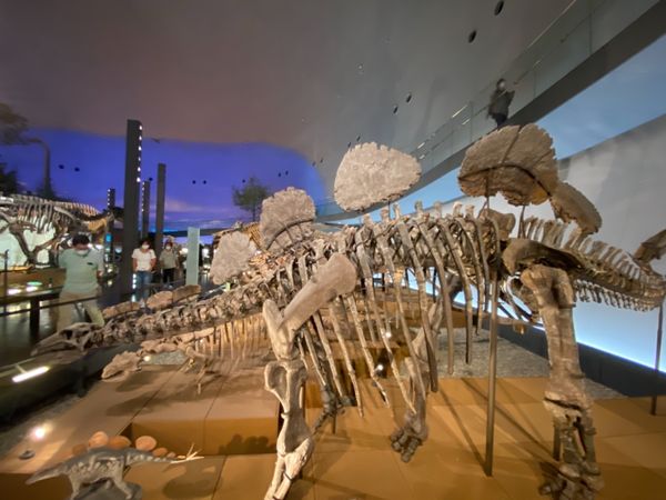 日本・福井県「念願の恐竜県🦖へ出張」の写真：福井県立恐竜博物館

ヘスペロサウルス
...