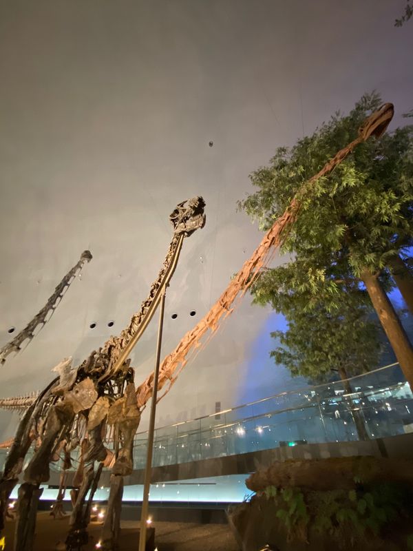 日本・福井県「念願の恐竜県🦖へ出張」の写真：福井県立恐竜博物館

マメンチサウルス
...
