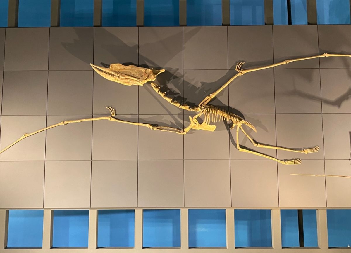 福井県立恐竜博物館

翼竜でっかい！
これも実際にいたら怖いよなぁ