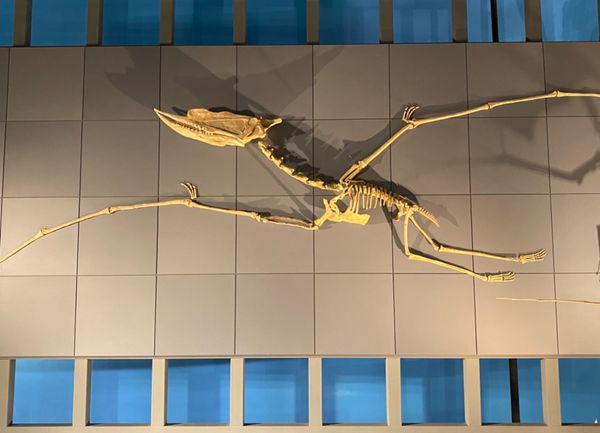 日本・福井県「念願の恐竜県🦖へ出張」の写真：福井県立恐竜博物館

翼竜でっかい！
こ...