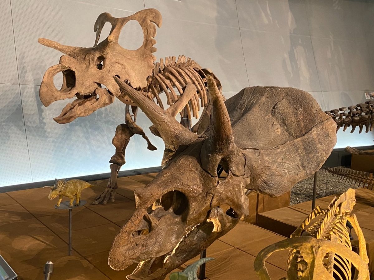 福井県立恐竜博物館

1枚目はパキケファラオサウルスかな

頭が分厚い！