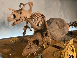 福井県立恐竜博物館

1枚目はパキケファラオサウルスかな

頭が分厚い！
