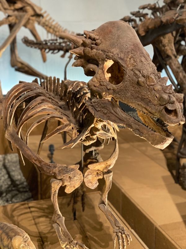 日本・福井県「念願の恐竜県🦖へ出張」の写真：福井県立恐竜博物館

1枚目はパキケ...