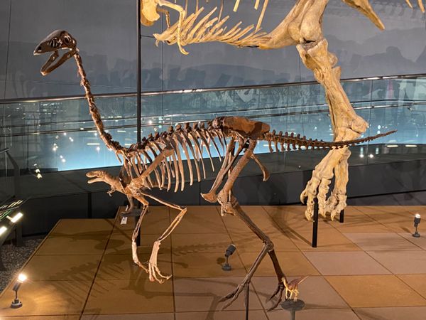 日本・福井県「念願の恐竜県🦖へ出張」の写真：福井県立恐竜博物館

足が速いことで有名...