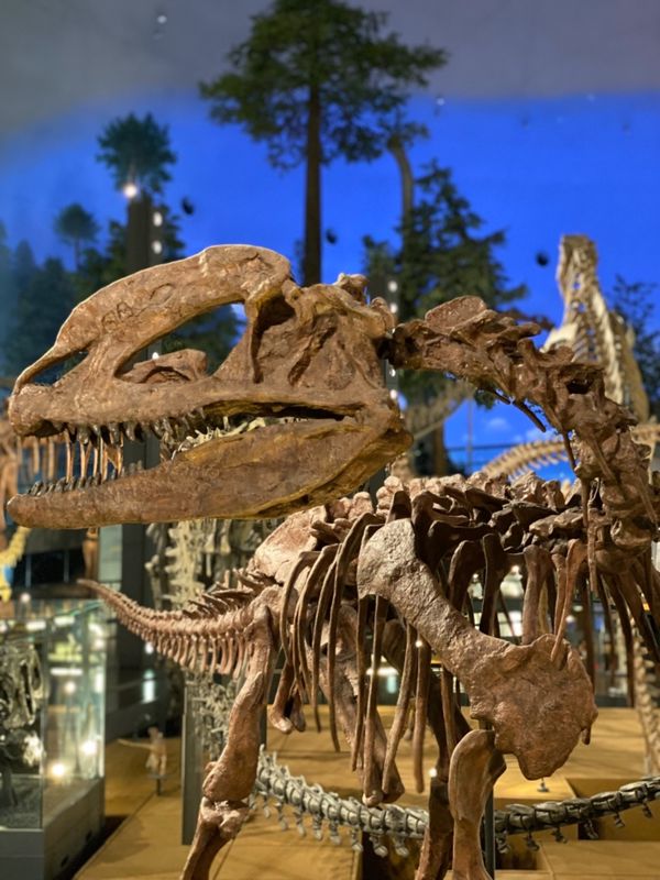 日本・福井県「念願の恐竜県🦖へ出張」の写真：福井県立恐竜博物館

これは…シノサウル...