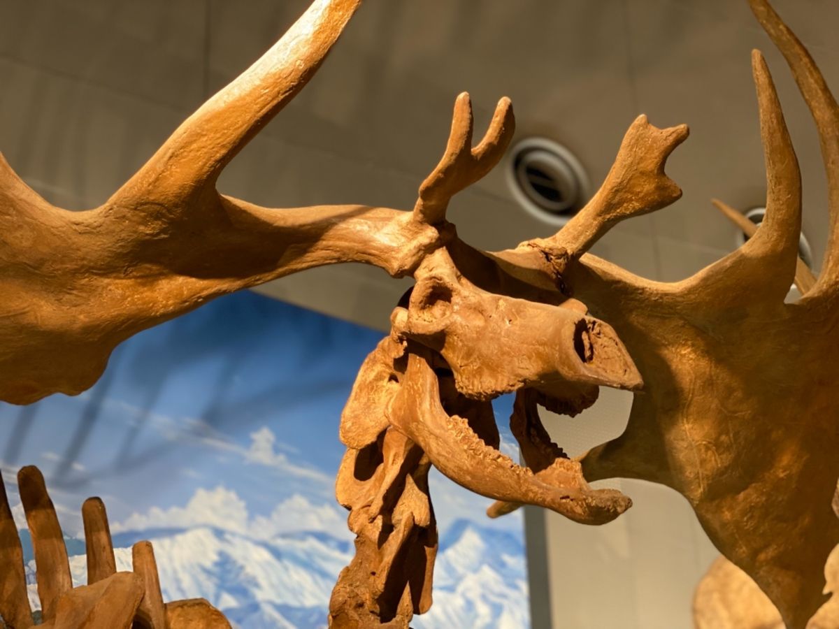 福井県立恐竜博物館

氷河期のギガンテウスオオツノジカ
これまた大きい！！...