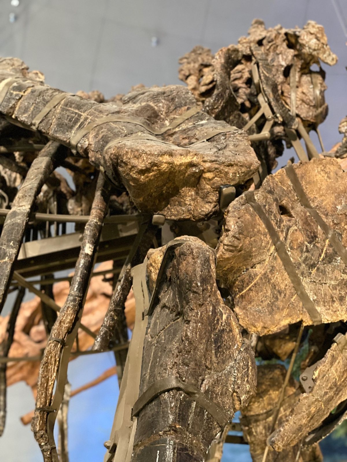 福井県立恐竜博物館

カマラサウルス！
支えが厳重だったから
もしかしてコ...