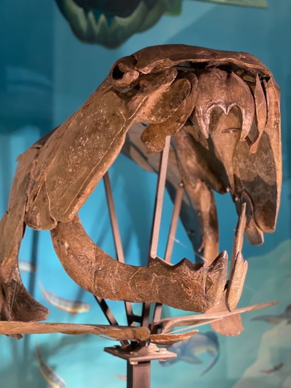 日本・福井県「念願の恐竜県🦖へ出張」の写真：福井県立恐竜博物館

名前忘れてしまった...