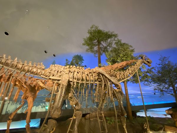 日本・福井県「念願の恐竜県🦖へ出張」の写真：福井県立恐竜博物館

カマラサウルス！
...