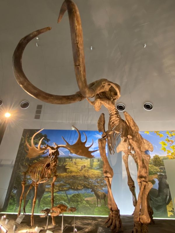 日本・福井県「念願の恐竜県🦖へ出張」の写真：福井県立恐竜博物館

氷河期のマンモス🦣...