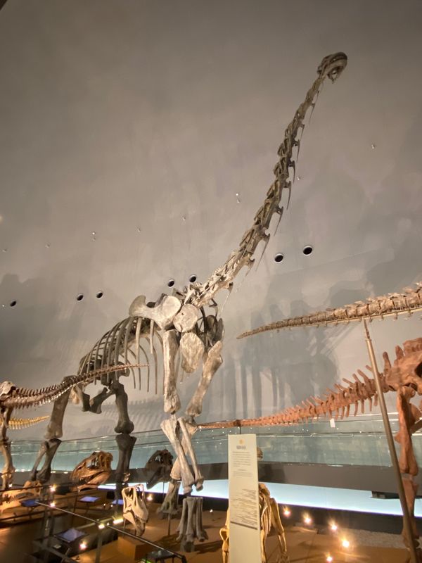 日本・福井県「念願の恐竜県🦖へ出張」の写真：福井県立恐竜博物館

ブラキオサウルス！...