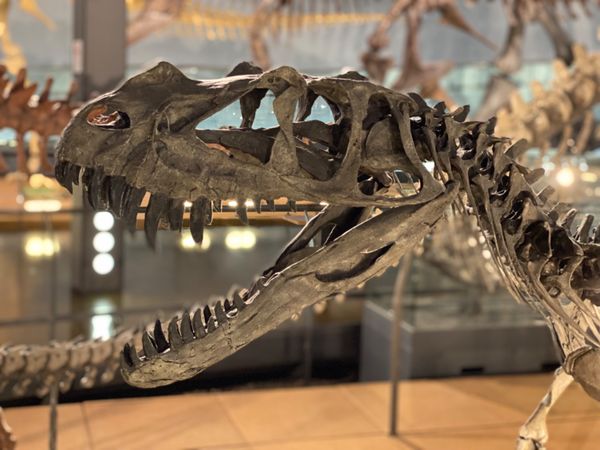 日本・福井県「念願の恐竜県🦖へ出張」の写真：福井県立恐竜博物館

駆け足で見学したか...
