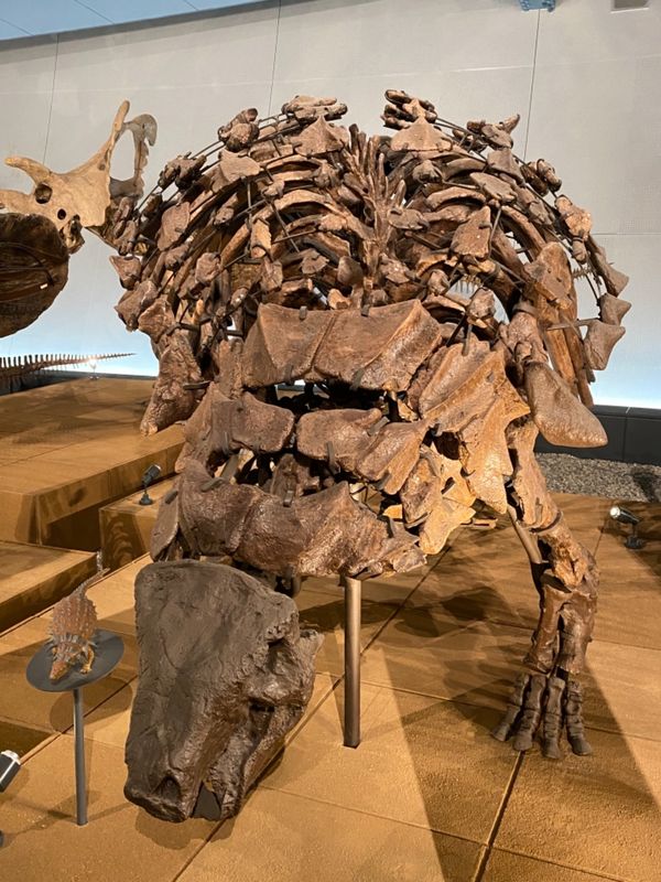 日本・福井県「念願の恐竜県🦖へ出張」の写真：福井県立恐竜博物館

エドモンドニア
全...