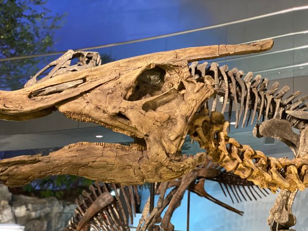 日本・福井県「念願の恐竜県🦖へ出張」の写真：福井県立恐竜博物館

周飾頭亜目はトリケ...