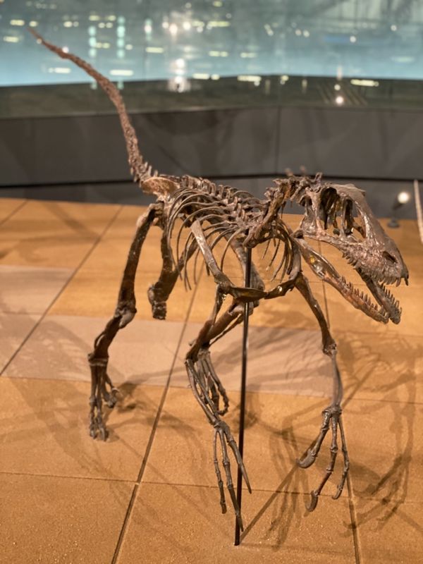 日本・福井県「念願の恐竜県🦖へ出張」の写真：福井県立恐竜博物館

デイノニクス
長い...