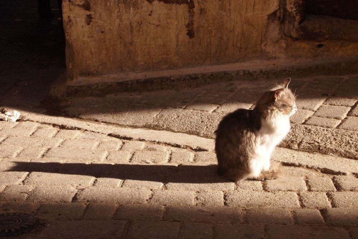 フェズの路地裏とネコ