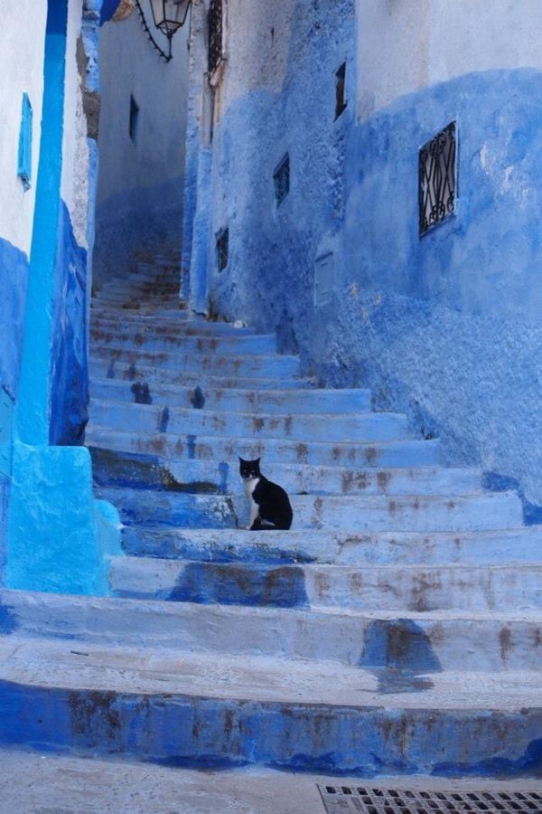 モロッコ・Marakesh「７ヶ月２８ヶ国世界一周（モロッコ）」の写真：ネコと蒼い町