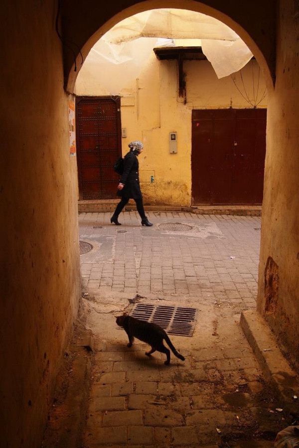 モロッコ・Marakesh「７ヶ月２８ヶ国世界一周（モロッコ）」の写真：フェズの路地裏とネコ