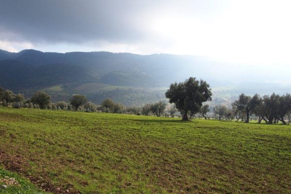 モロッコ・Marakesh「７ヶ月２８ヶ国世界一周（モロッコ）」の写真：オリーブ畑が広がるモロッコ北部