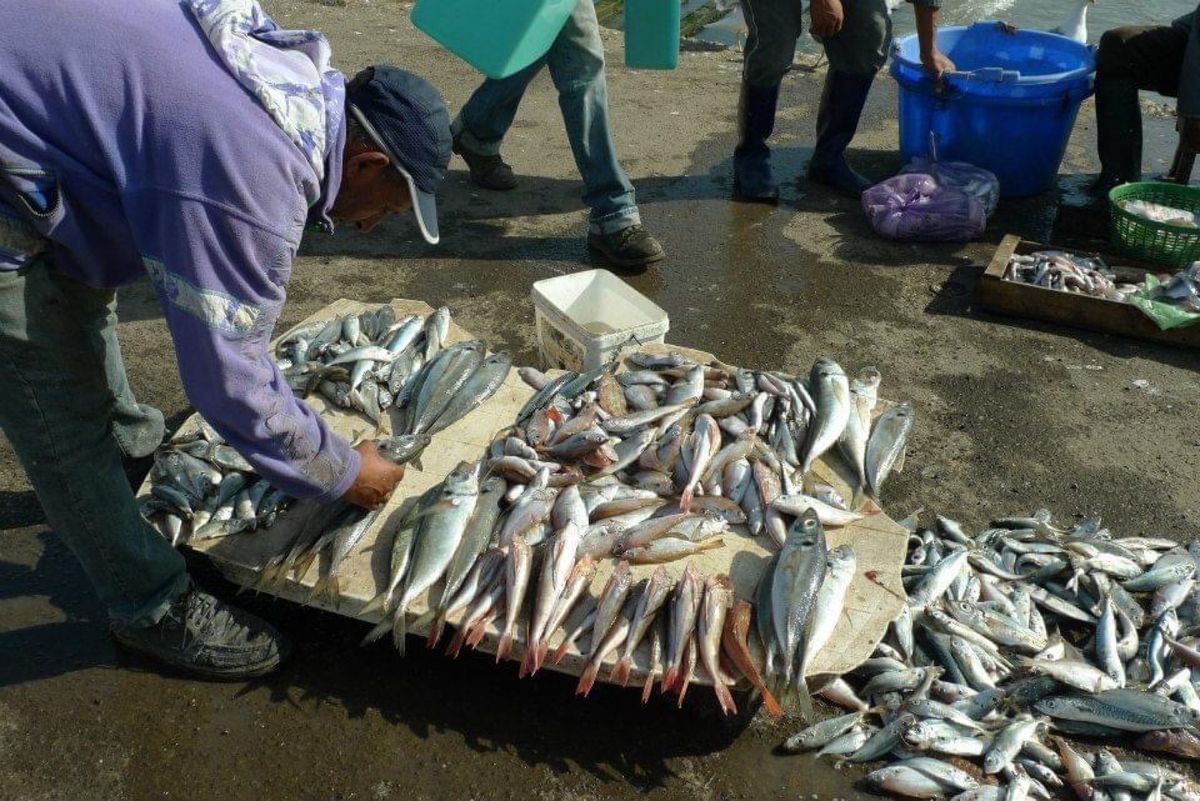モロッコの港町 エッサウィラの港