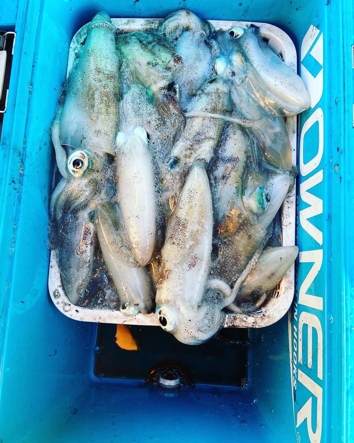 一晩中シャクリ続けてたので次の日は腕が上がりませんでしたw
やっぱりイカ釣...