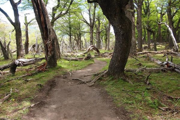 アルゼンチン・BuenosAires「７ヶ月２８ヶ国世界一周（アルゼンチン）」の写真：森も美しい