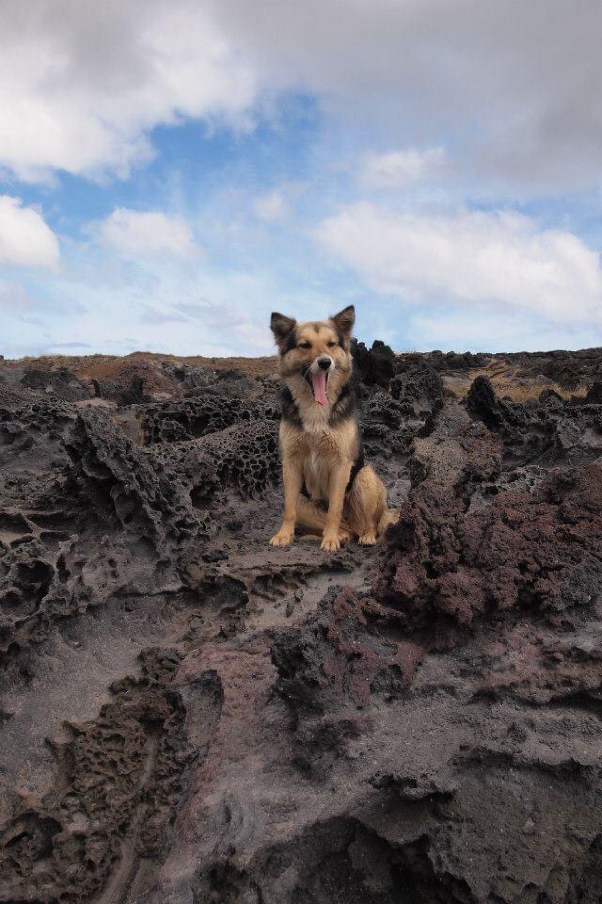 犬と野生化した馬がいます
