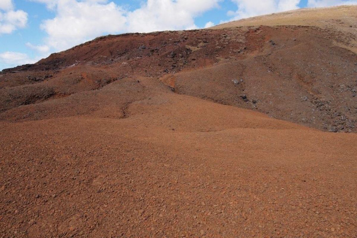犬と野生化した馬がいます