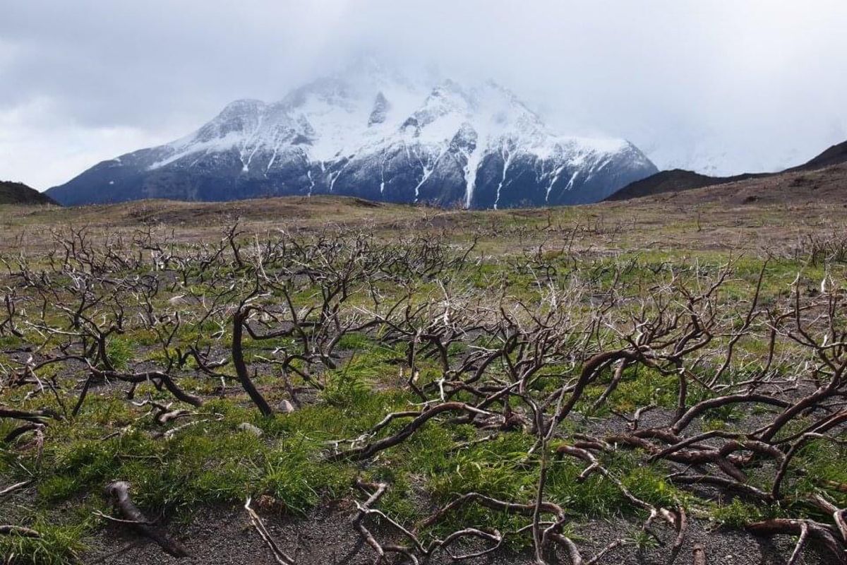 パイネは風が強い！
樹木にとって厳しい環境