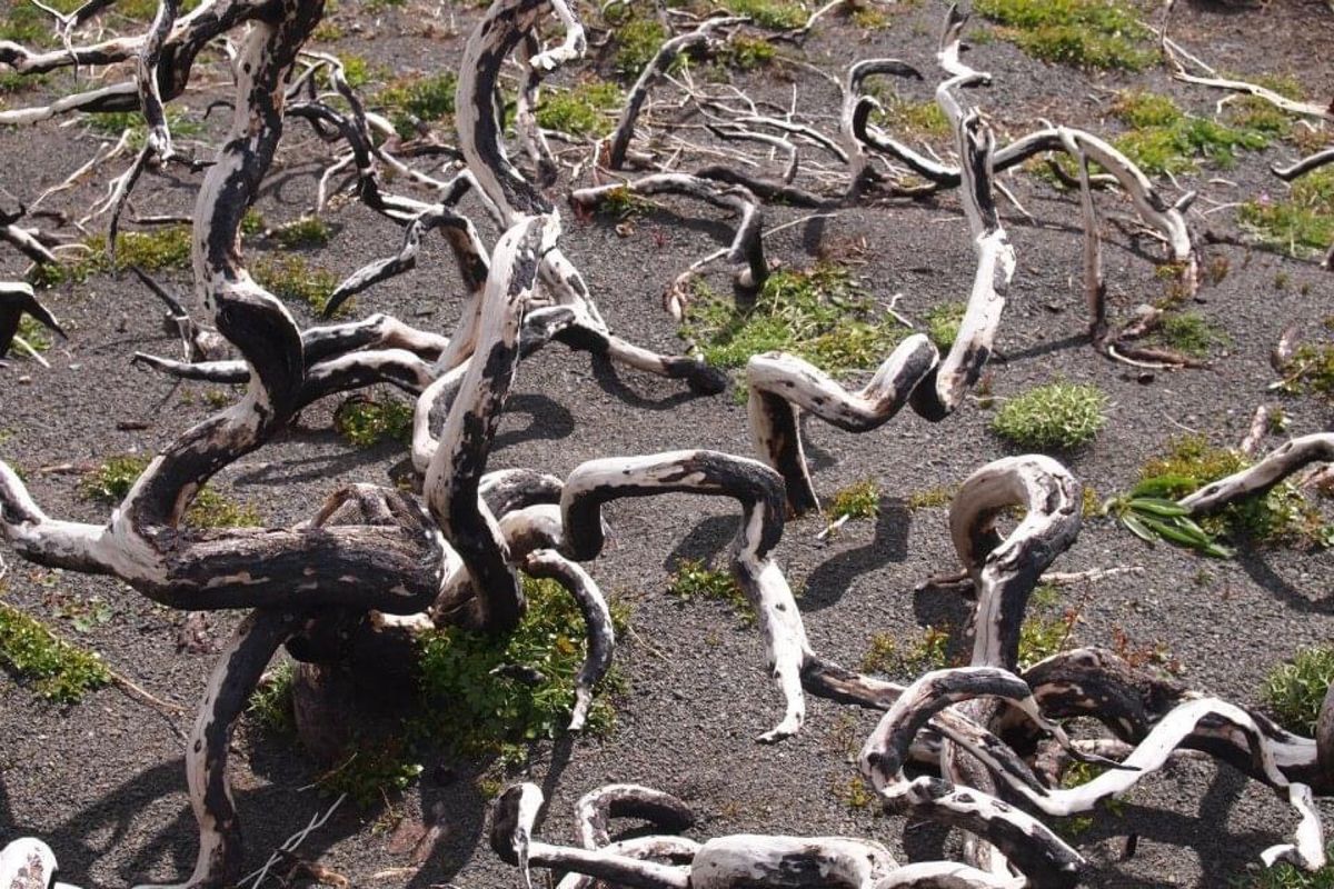 パイネは風が強い！
樹木にとって厳しい環境