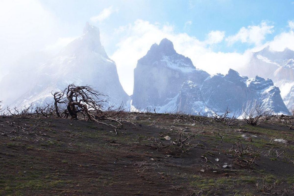 パイネは風が強い！
樹木にとって厳しい環境