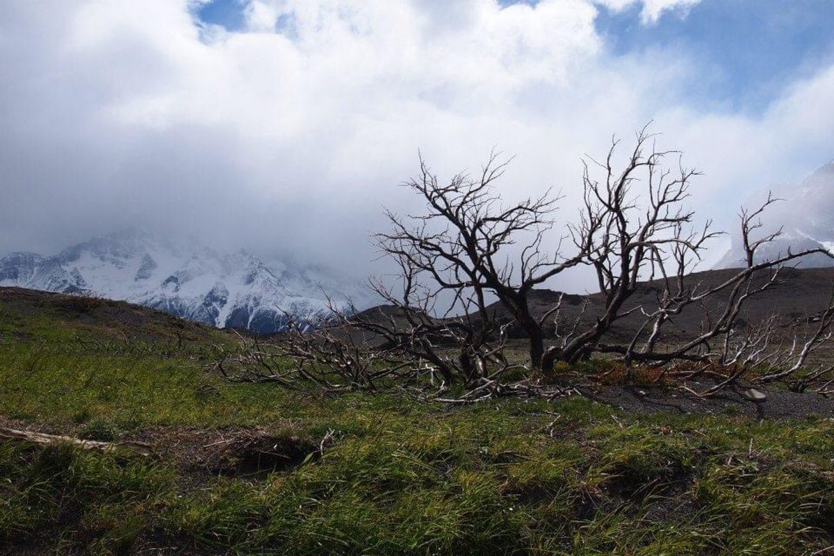 パイネは風が強い！
樹木にとって厳しい環境