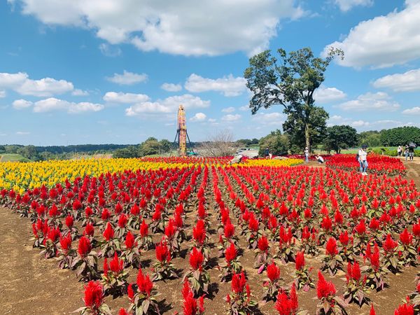 日本・千葉県「ドイツ村」の写真：ドイツ村にて