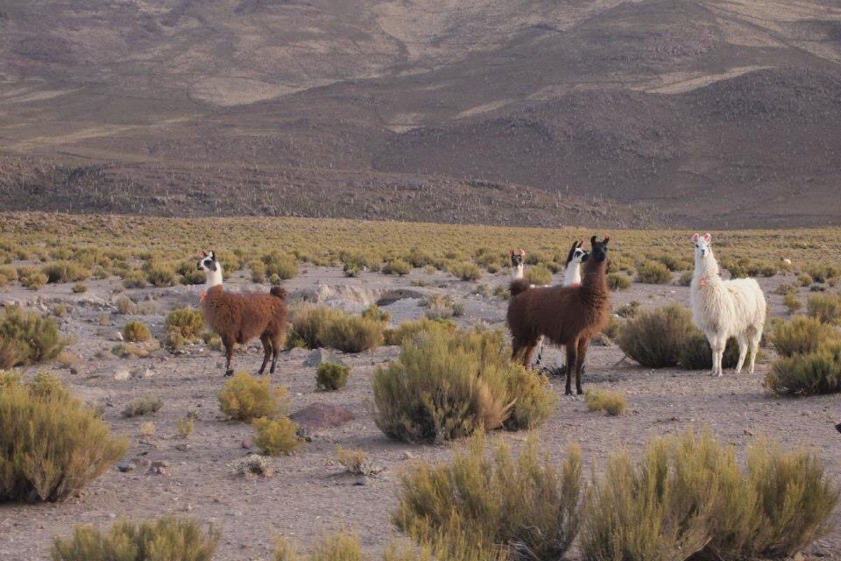 ボリビアの田舎で