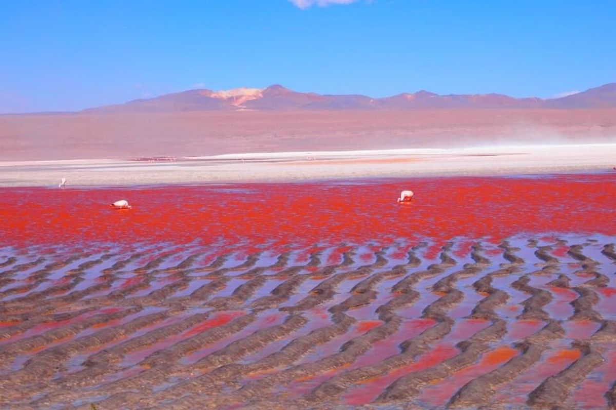 アタカマ→ウユニのツアーにて
真っ赤な湖