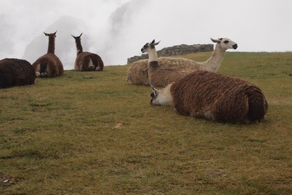 朝の雲が晴れる時のマチュピチュ