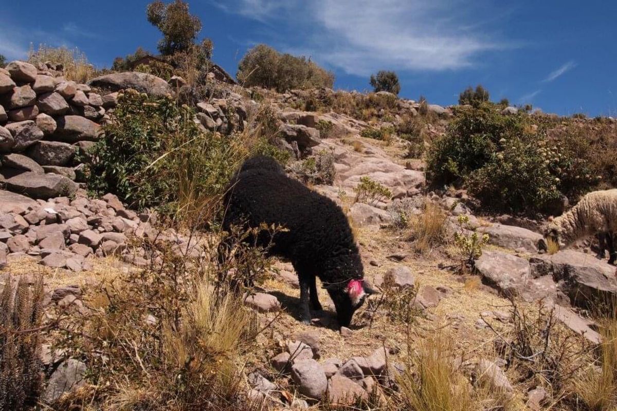 チチカカ湖の島での生活