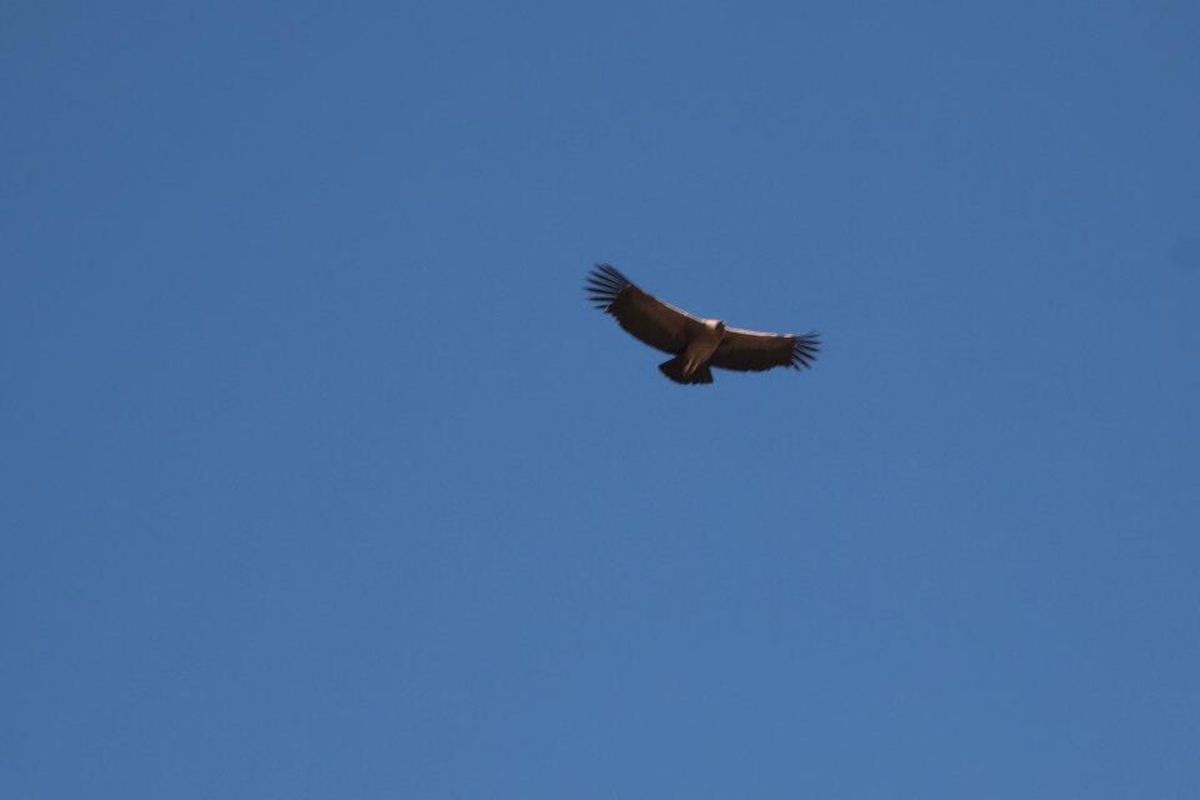 アレキパからコルカ渓谷へ。
