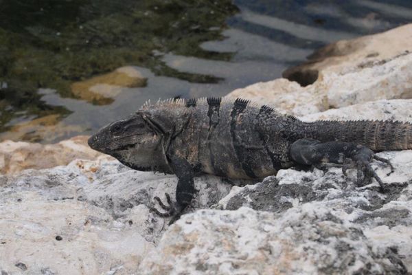メキシコ・Cancun「７ヶ月２８ヶ国世界一周（メキシコ）」の写真：マングローブ地帯にはワニもいるらしい