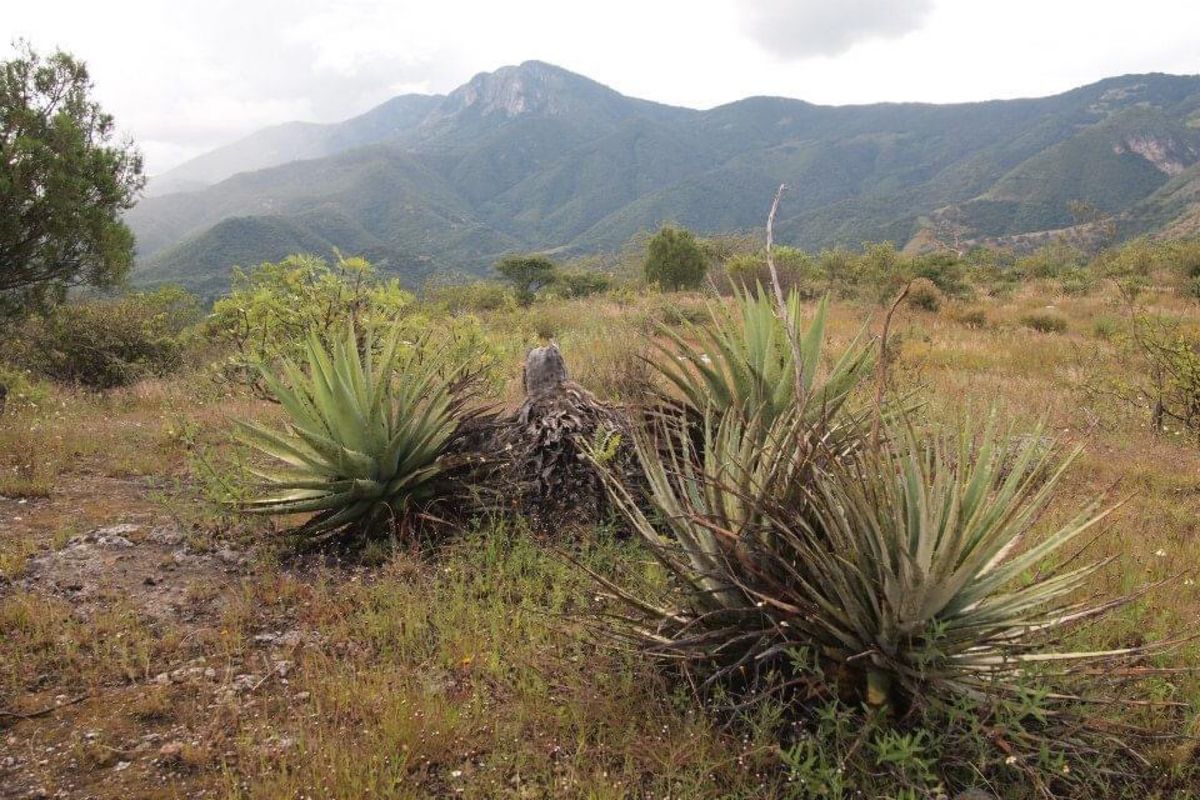 メキシコの高原
