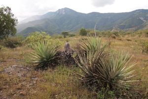 メキシコの高原