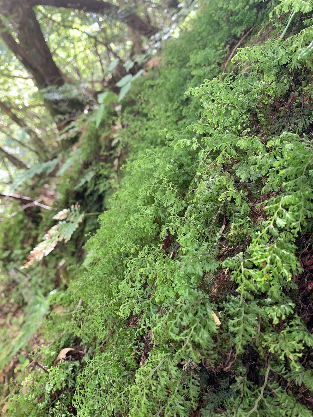 途中の岩から染み出てくる水やモサモサした苔も大好き❤