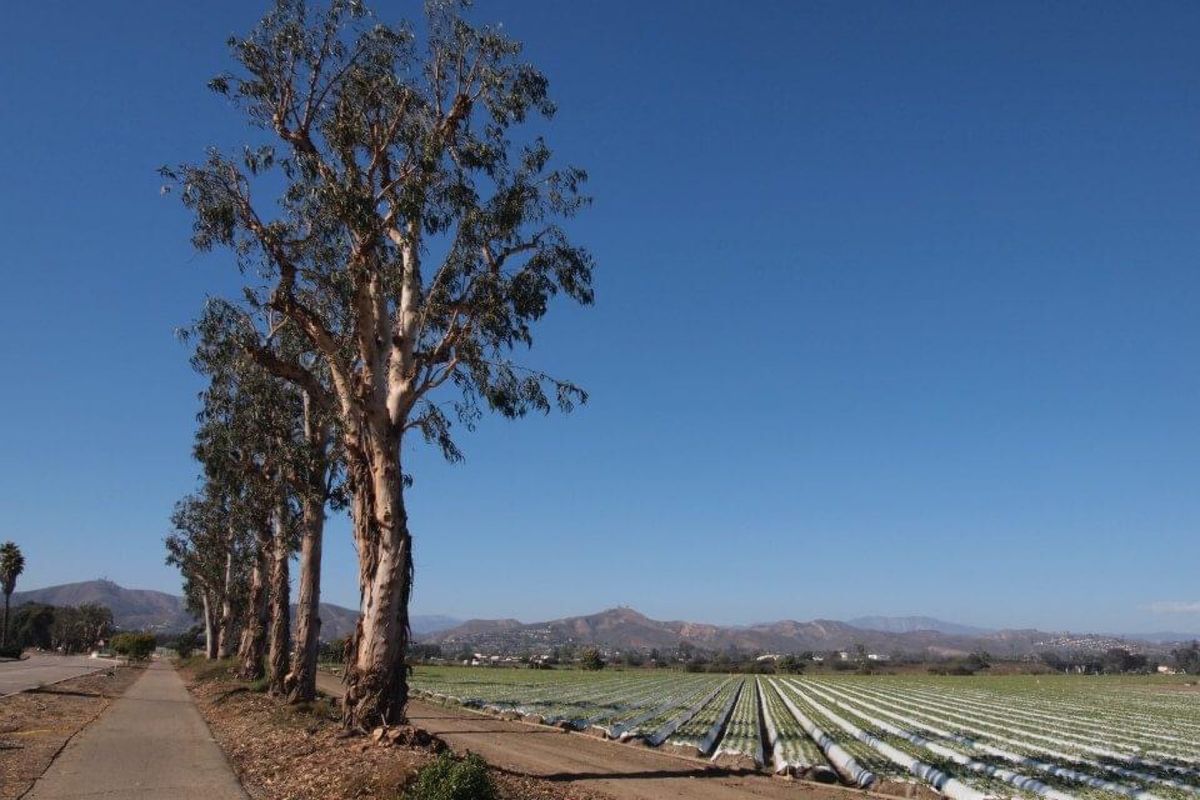 ロサンジェルスの郊外