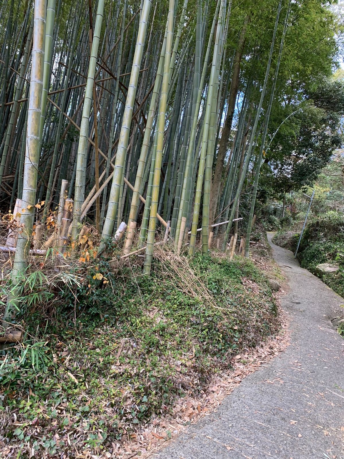 市内だけどトトロの居そうな山の中で中一まで育ちました☺️