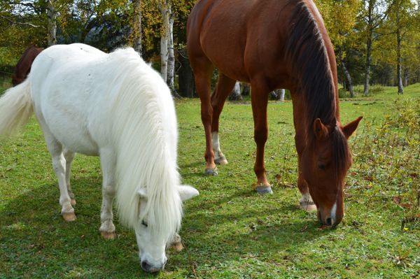 日本・トマム「北海道への旅」の写真