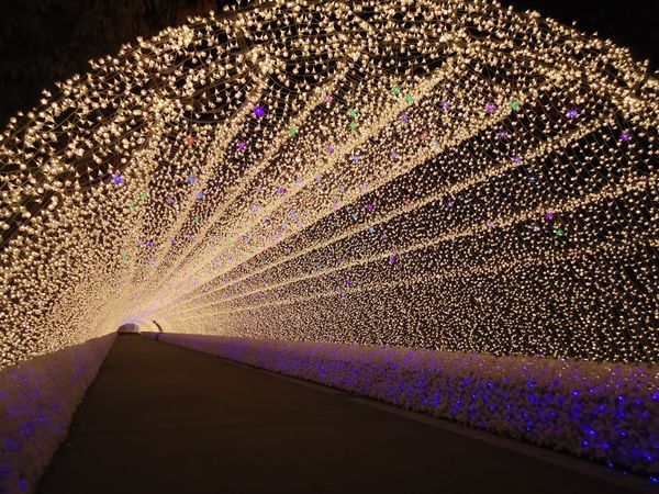 日本「紅葉」の写真：なばなの里