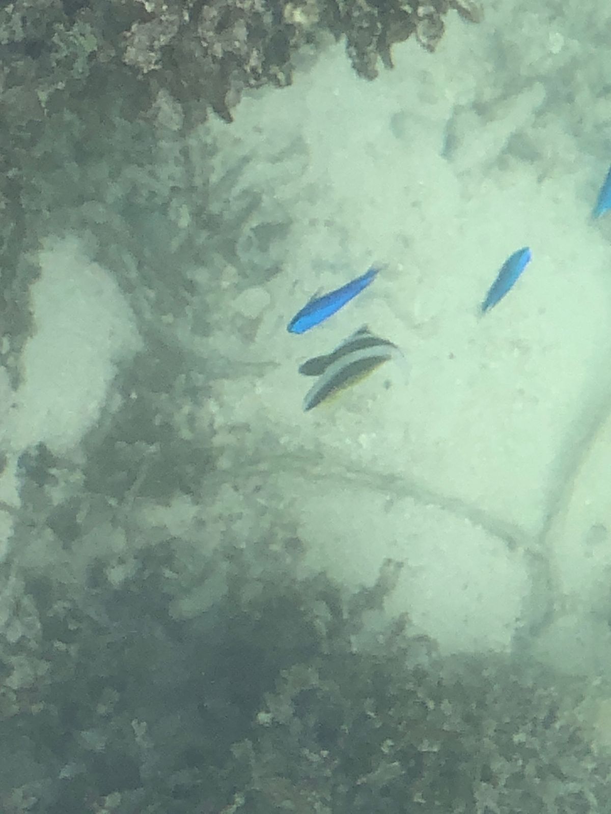 竹富島。西桟橋は干潮の時間で、歩いてただけでシュノーケルのように魚が見えた。