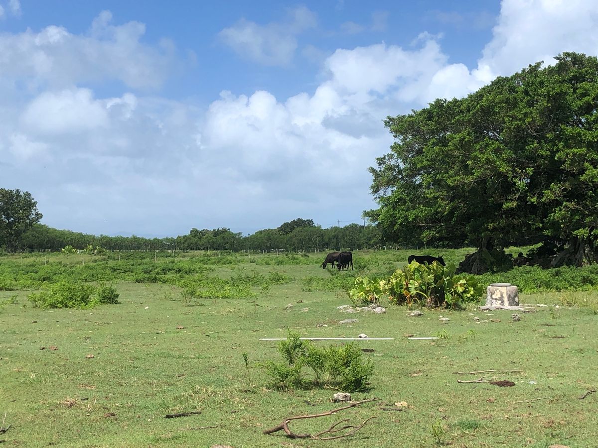 黒島。のどかな牧場と綺麗な海の素敵な島。台風でフェリー欠航が怖くて慌てて帰...