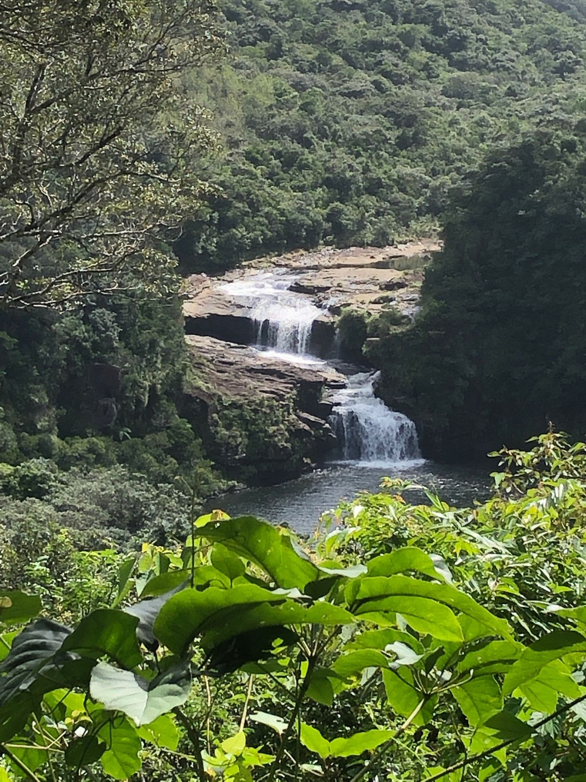 西表島と由布島。浦内川クルーズと途中までトレッキング。路線バスの都合でマリ...